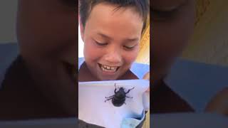Rhinoceros beetle crawls on boys shirt