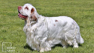 clumber spaniel Facts in the Animal world Habbits Environment and Likes
