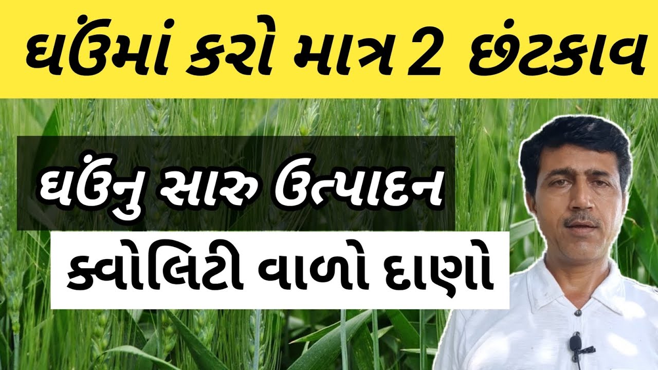 ઘઉંમાં કરો માત્ર 2 છંટકાવ | ઘઉંનુ સારુ ઉત્પાદન અને ક્વોલિટી વાળો દાણો | ઘઉં ની ખેતી | Haresh bera