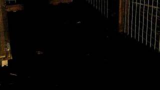 Cape Genets 1