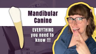 Mandibular Canine | The Definitive Tooth Anatomy Study Guide for Dental Students
