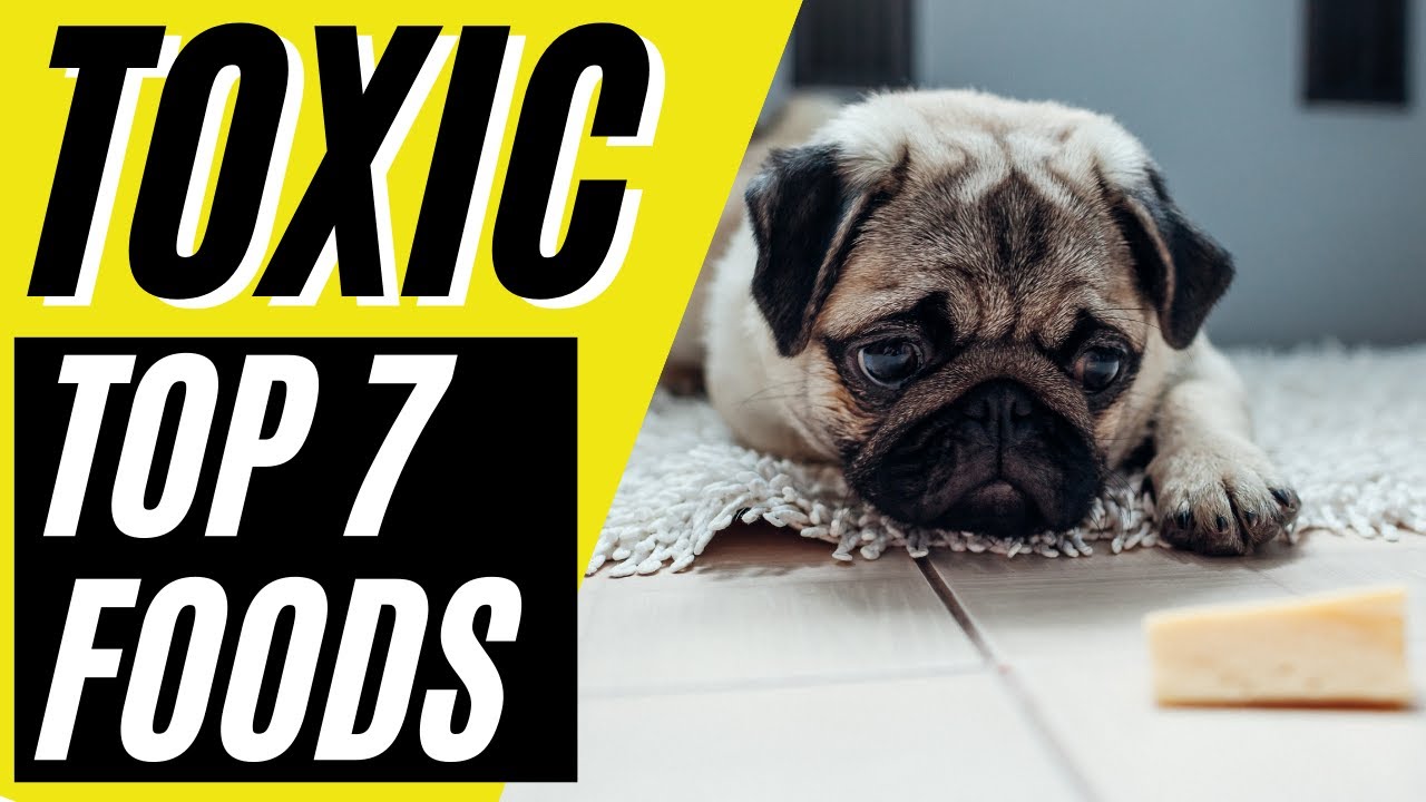 Top 7 Most Toxic Foods Dogs Can NOT Eat Dangerous Food for Dogs YouTube