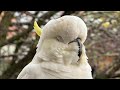 Birds go WILD in Australia!