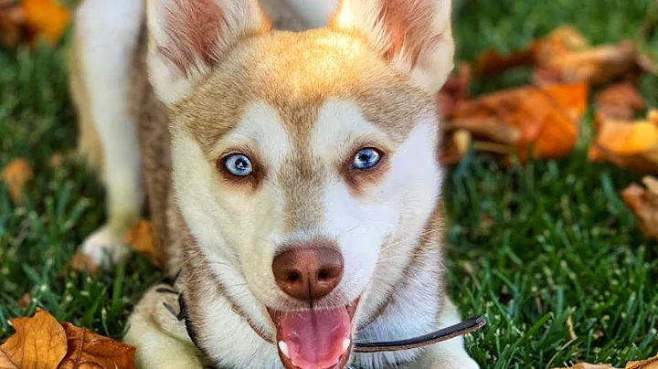 Alaskan Klee Kai - Top Dog Facts About the Klee Ka...