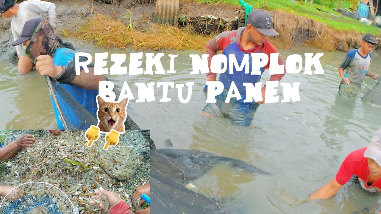 SERU BANGET! Detik-Detik Rebutan Udang Pas Panen, Hasilnya Gak Main-Main!