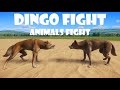 Dingo fight in planet zoo  planet zoo fight