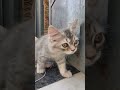 😝🙀#cat #cats #catlover #cutecat #funnycat #catshorts #meow #petvideos #viralcat #animalshorts