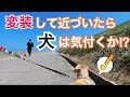 【検証】変装して現れた飼い主に散歩中の犬は気づくのか!衝撃の結果に...!