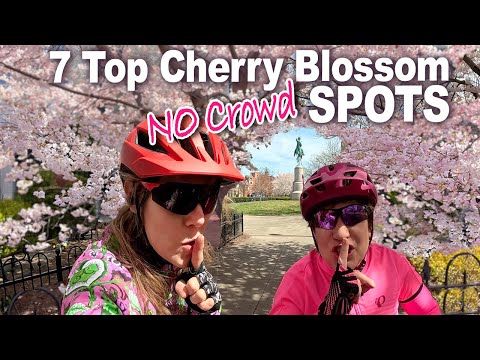 Video: Cherry Blossoms Maps Washington DC jaoks