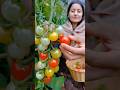 fresh tomatoes harvesting #shorts