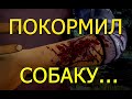 ПОКОРМИЛ СОБАКУ...  -  Прохождение The walking dead #25