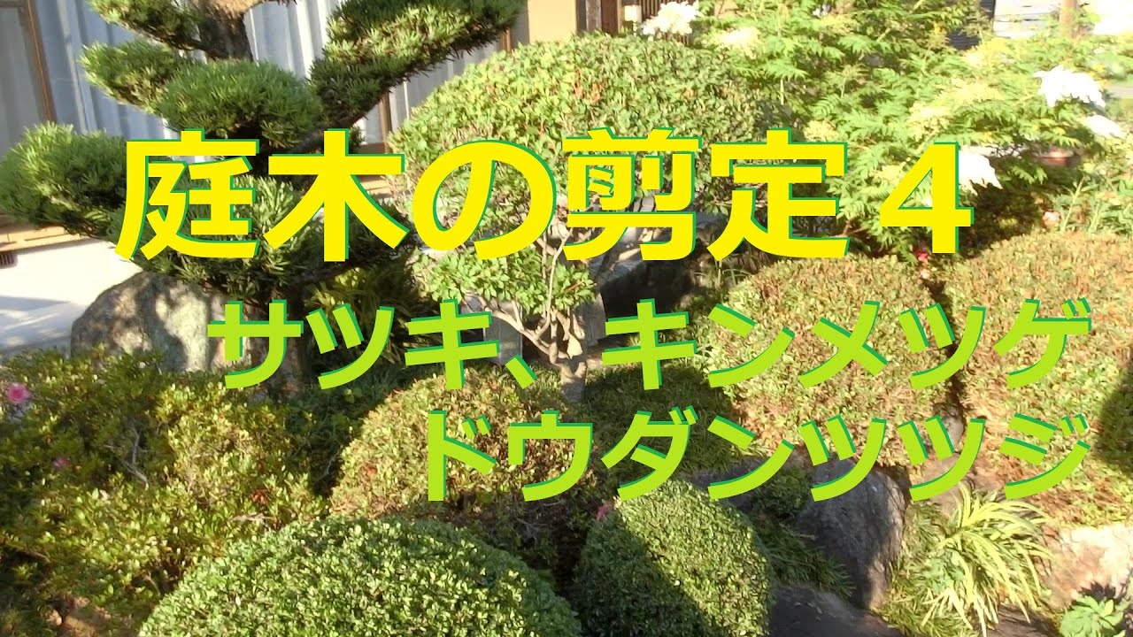 庭木の剪定 Pruning garden trees 4 (Satsuki, Enkianthus campanulatus, Golden