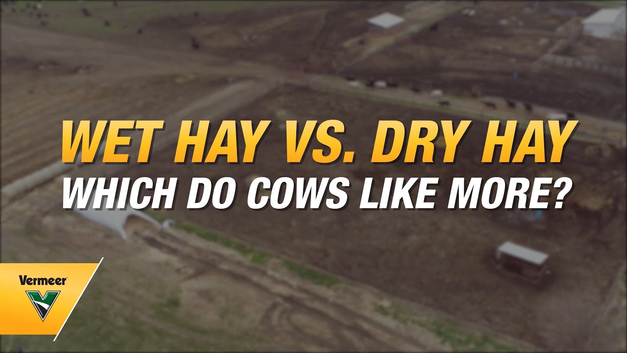 Wet hay vs. dry hay: which do cows prefer?