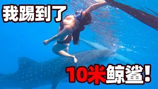 在菲律宾和10米大鲸鲨一起游泳是什么体验？｜世界之旅｜Jellyya