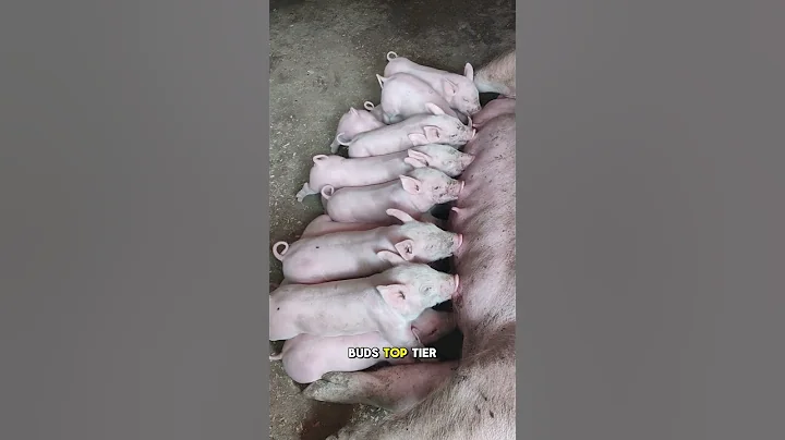 You’ll Never See Pigs the Same After This #shortvideo #animals #shorts #animalfacts