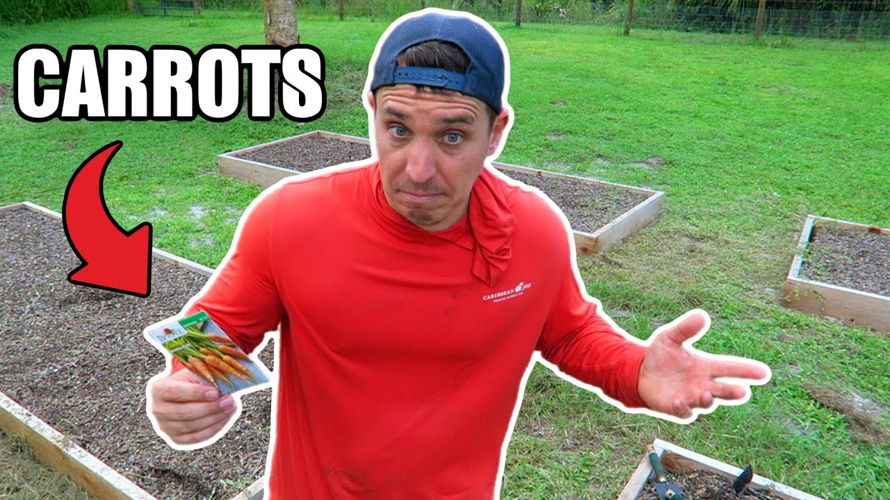 Planting Carrots in Florida | Raised Garden Beds 🥕