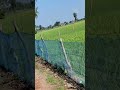 dhan m davai ka spray #viralvlog #dhankikheti #sujeetverma