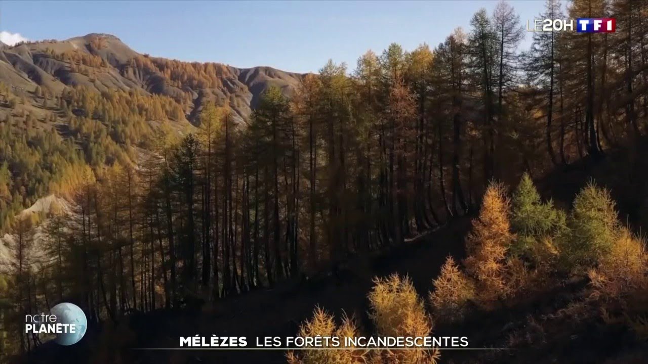 Mélèzes : les forêts incandescentes - YouTube