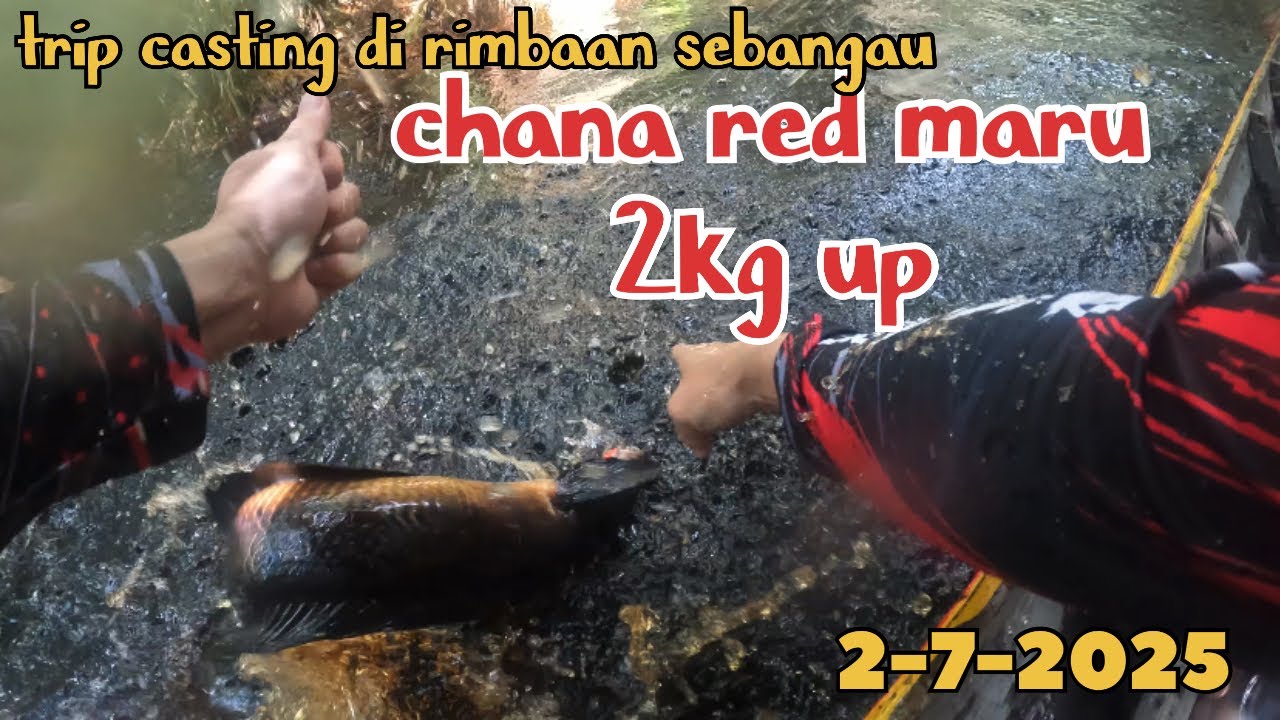 trip casting CHANA MARU di rimbaan sebangau, chana maru di pedalaman kalimantan ,auto gak bisa tidur