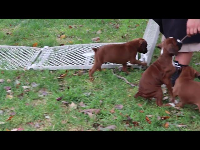 Ginger video thumbnail