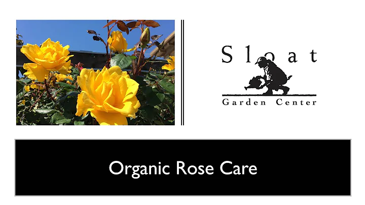 Webinar: Organic Rose Care