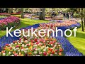 keukenhof gardens in Virtual tour in 4K BlueMoon Universe