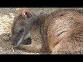 パルマワラビー (足立区生物園) 2018年5月5日 の動画、YouTube動画。