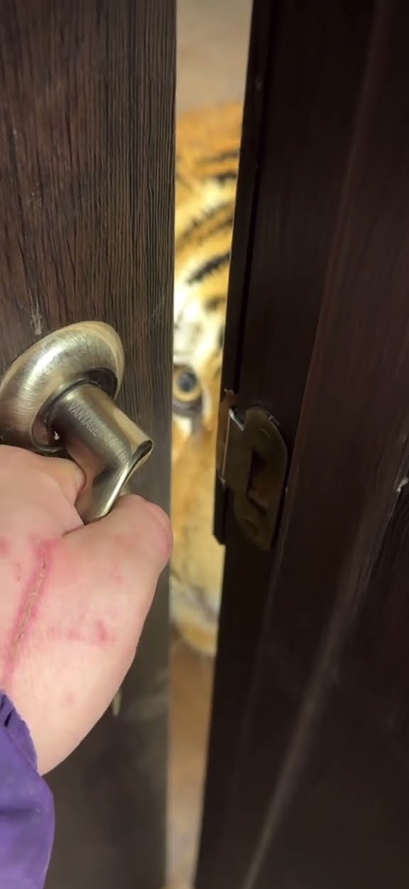 When You're Two Minutes Late Feeding Your Cat || ViralHog