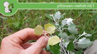 Grey Poplar = Hybrid of Aspen & White Poplar - 05/10/18 - Tree Identification
