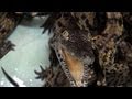 Baby Croc Draws Blood | Croc Creek Ep4