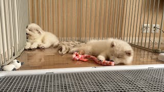#1 夢叶う(サモエド×2)