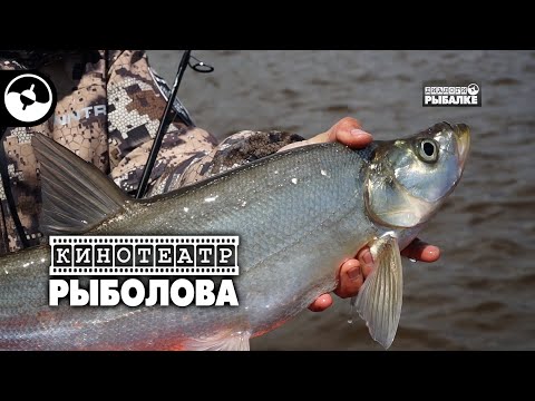 Амурская рыбалка. Приманки на верхогляда | Кинотеатр рыболова