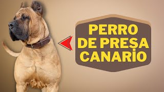 Caractéristiques De La Race De Chien Perro De Presa Canario