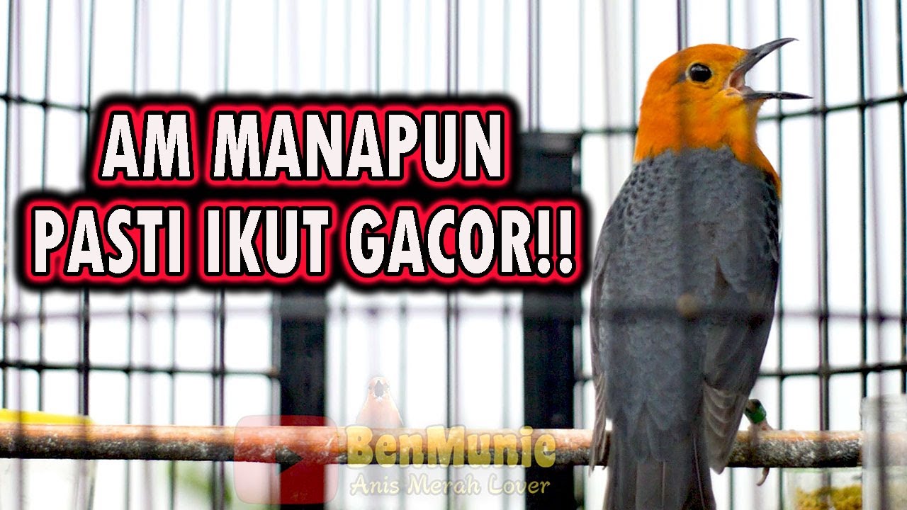 🔴 ANIS MERAH MANA YANG GAK NYAUT DENGAR INI !! PANCINGAN ANIS MERAH BIAR BUNYI