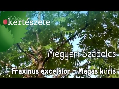 Videó: Milyen magas a fehér kőrisfa?