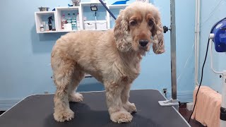 Cocker Spaniel Short Trim