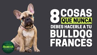 8 Cosas Que Nunca Debes Hacerle A Tu Bulldog Francés