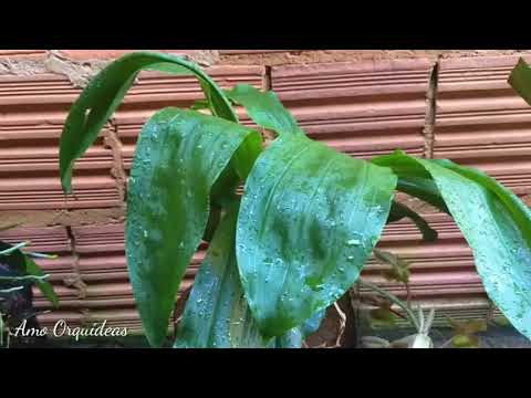 FLORAÇÃO DAS MINHAS ORQUÍDEAS CATACETUM