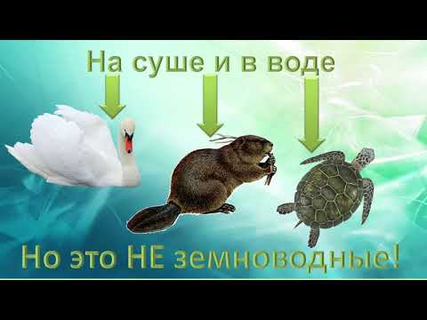 ЗЕМНОВОДНЫЕ, 2 класс (учебник Г.В. Трафимова, С.А. Трафимов)