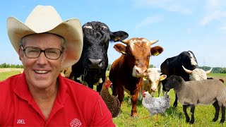 100s of Farm Animals and NO Vet Bills | Joel Salatin Explains