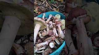 Грибы. Опята, польские и белый гриб. Pilze.Halimasch und Steinpilze.