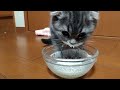 ミルクを初めて飲めた子猫がブス可愛い