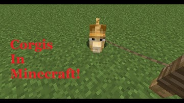 Minecraft Corgi Mod Showcase! Forge 1 16 3+