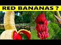 15 Most Unique Fruits You've Never Heard Of