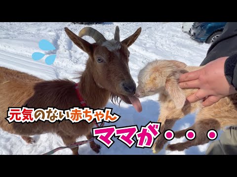 生きて！ヤギの赤ちゃん！