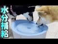 【柴犬姉妹】ピュアクリスタルの給水器でしっかり水分補給！【Shibainu】