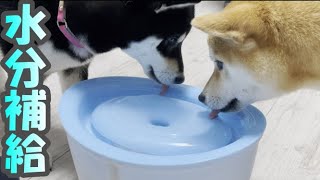 【柴犬姉妹】ピュアクリスタルの給水器でしっかり水分補給！【Shibainu】