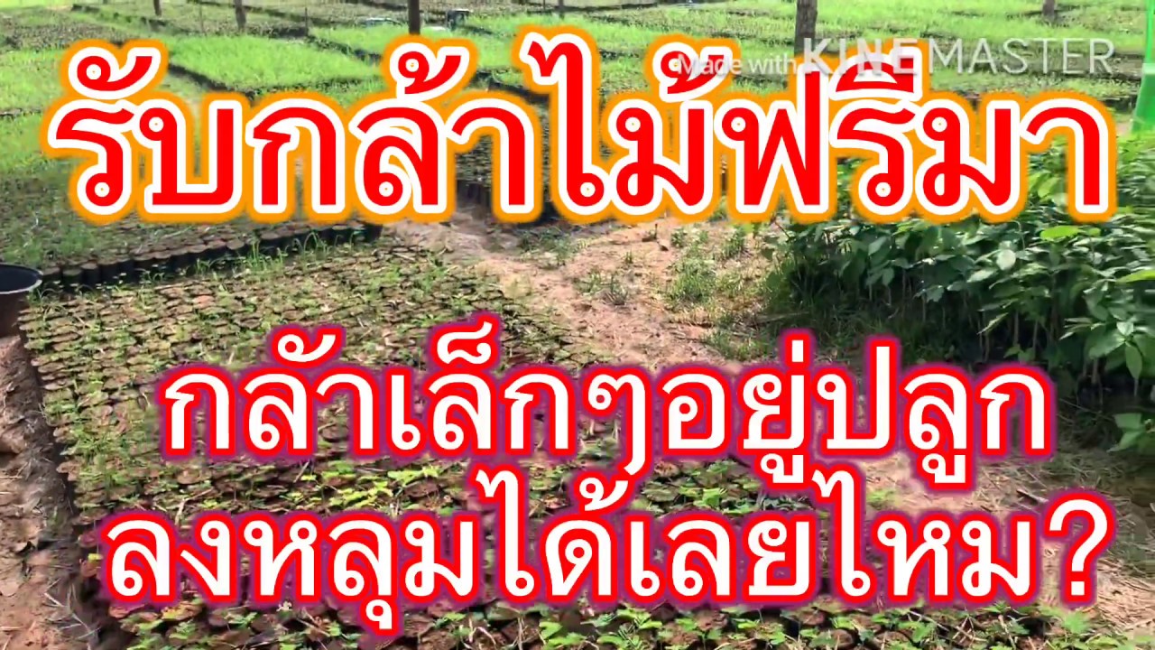 รับกล้าไม้ฟรีมา-หรือต้นกล้ามา-ต้นกลัายังเล็กๆอยู่ปลูกลงหลุมได้เลยไหม ... รับกล้าไม้ฟรีมา-หรือต้นกล้ามา-ต้นกลัายังเล็กๆอยู่ปลูกลงหลุมได้เลยไหม ...