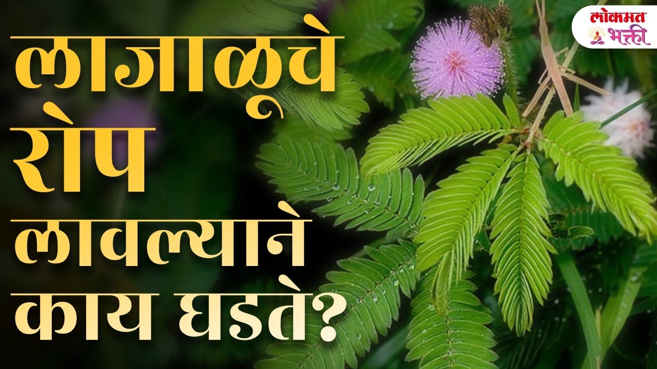 Touch-Me-Not Plant Good Luck + Peace + Protection 