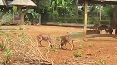 Jangan Tonton Video Ini